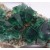 Fluorite Diana Maria Mine - Rogerley M05304
